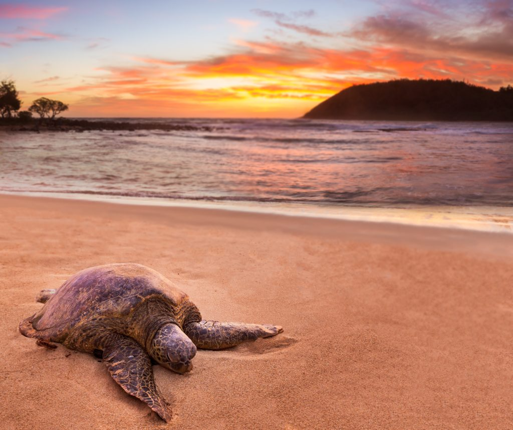 Kauai’s Most Famous Beaches