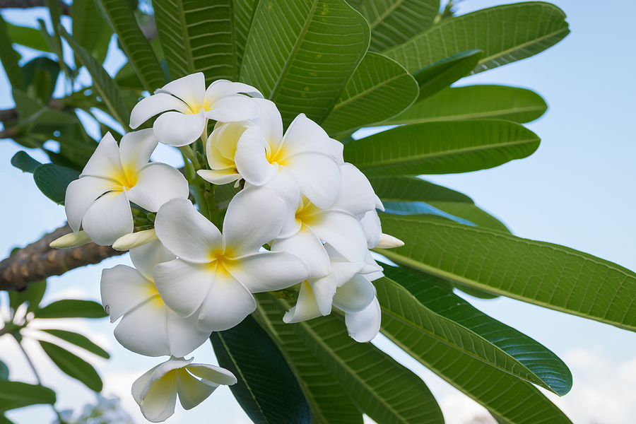 /hawaii/hawaii-41.jpg