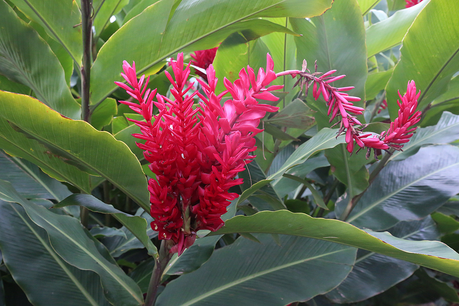 Plumeria