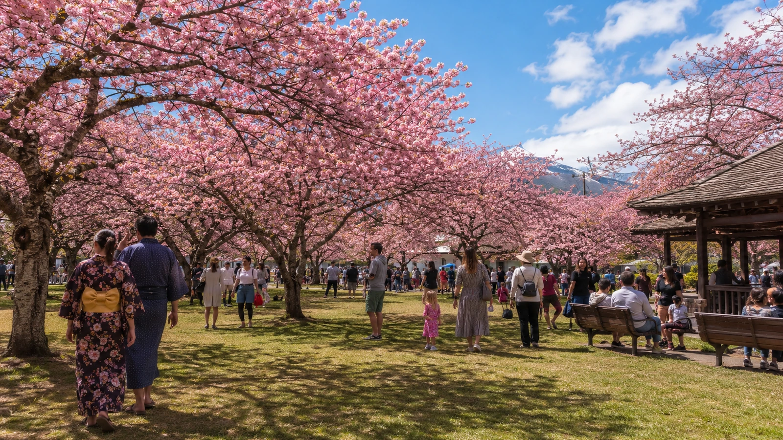 Waimea Cherry Blossom Festival visitor guide in Hawaii